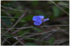 Lindernia antipoda